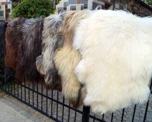 Sheepskins - Natural sheepskin - adam-leather-sheepskins-natural