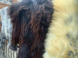 Sheepskins - Natural sheepskin - multicolors-natural-sheepskins-adam-leather