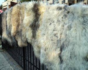 Sheepskins - Natural sheepskin - sheepskins-natural-adam-leather