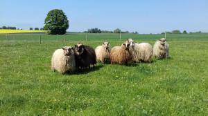 Sheepskins - Spelsau - amazing-spelsau-sheepskin