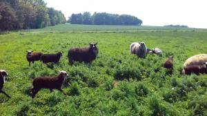Sheepskins - Spelsau - awesome-spelsau-sheepskin