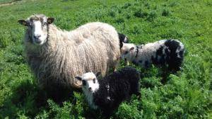 Sheepskins - Spelsau - beauty-spelsau-sheepskin