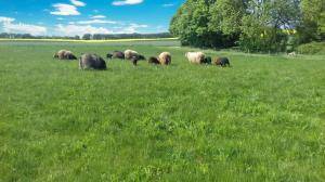 Sheepskins - Spelsau - brilliant-spelsau-sheepskin