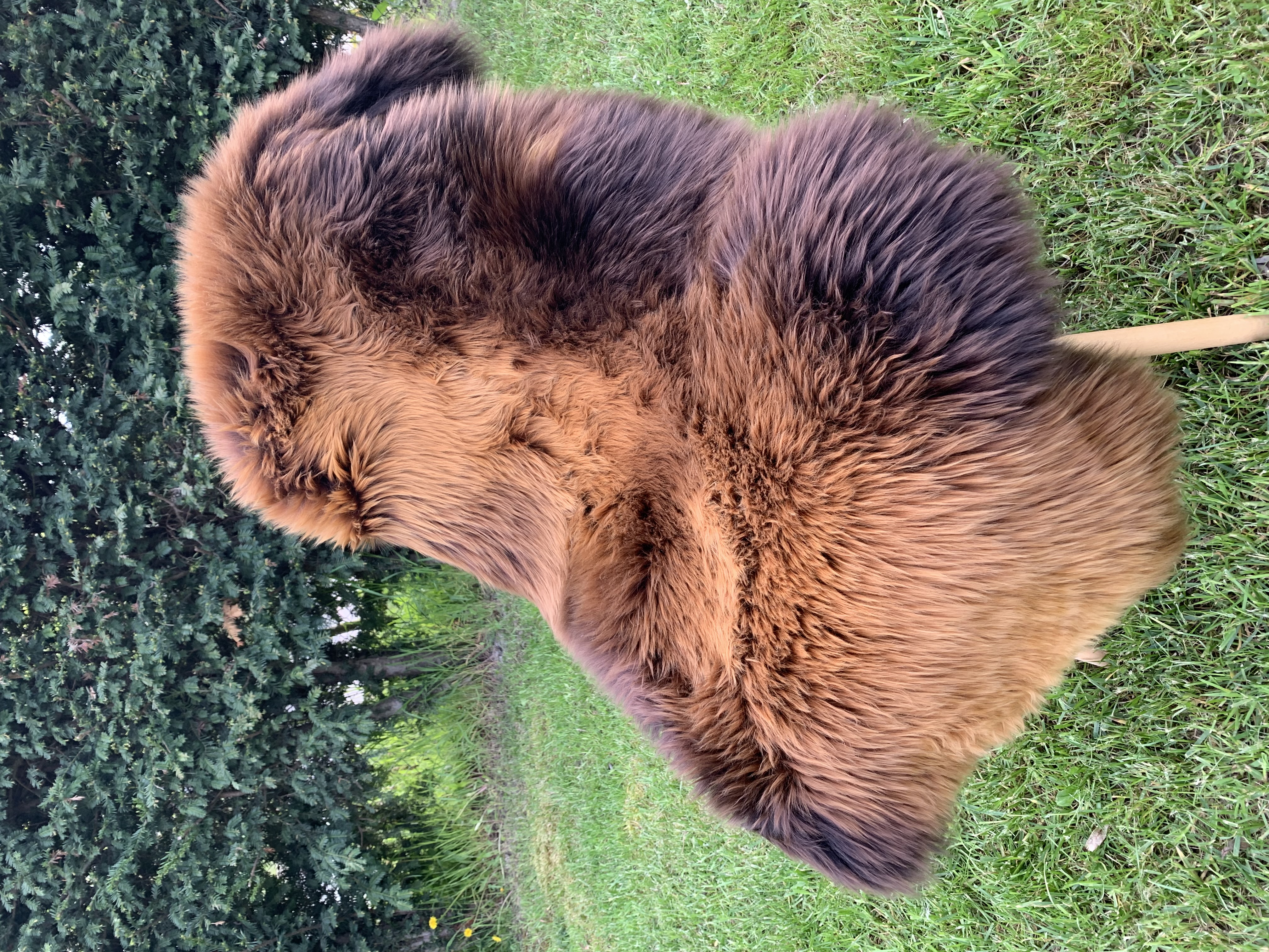 Sheepskins - Swedish - chili-pepers-sheepskins-adam-leather