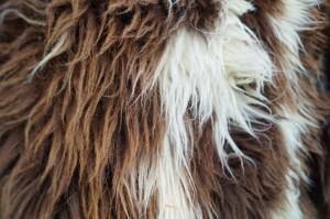 Sheepskins - Holland - decorative-carpet-holland-sheepskin-texel