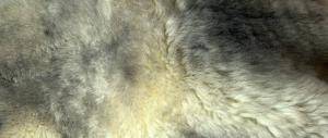Sheepskins - Meliert - Cognac - decorative-meliert-cognac-sheepskions-adam-leather