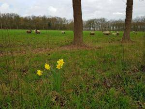 Sheepskins - Holland - elegant-holland-sheepskin-texel