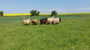 Sheepskins - Spelsau - fabulous-spelsau-sheepskin