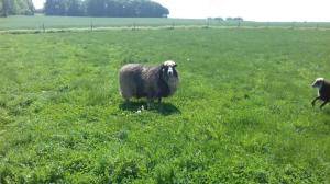 Sheepskins - Spelsau - fantastic-spelsau-sheepskin