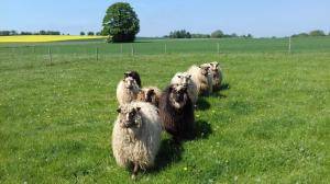 Sheepskins - Spelsau - fluffy-spelsau-sheepskin