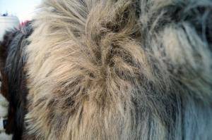 Sheepskins - Heidschnucke - glamorous-heidschnucke-sheepskin