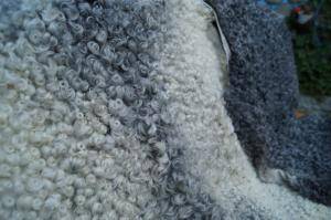 Sheepskins - Gotland - grey-sheepskin-gotland-beauty