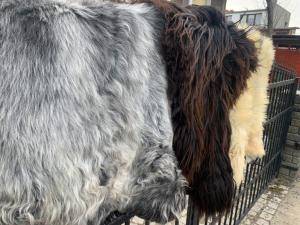 Sheepskins - Heidschnucke - heidschnucke-eco-sheep-adam-leather