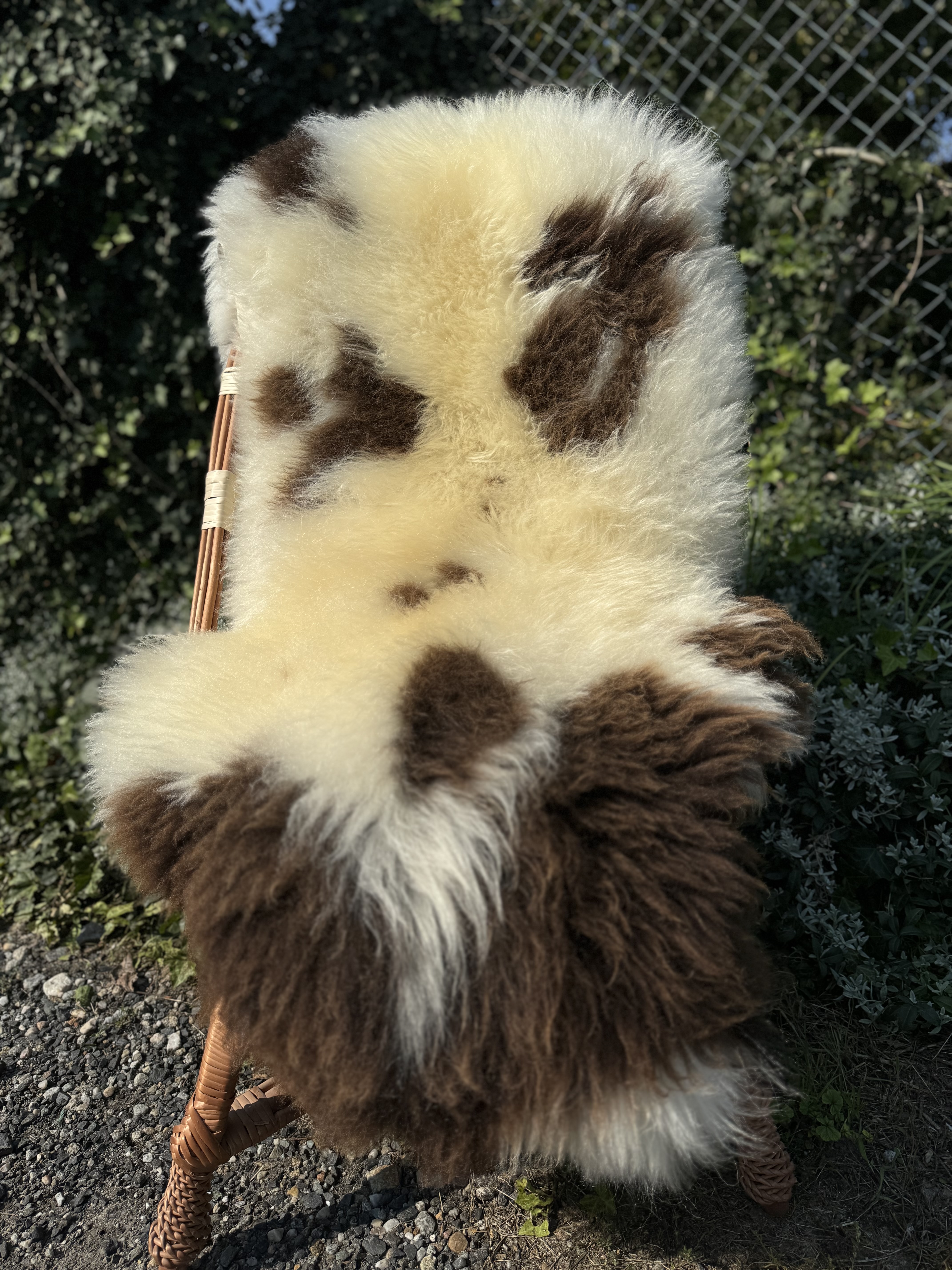 Sheepskins - Holland - holenderskie-skry-owcze-dutch-sheepskins-hollndische-schaffelle-nederlandse-schapenvachten-peaux-de-mouton-nerlandaises-hollndska-frskinn-holandsk-ovie-koe1
