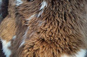 Sheepskins - Holland - holland-sheepskin-unique-nice-texel