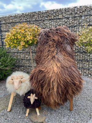 Sheepskins - Icelandic - img1458jpg