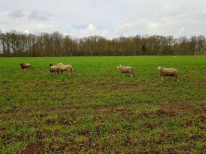 Sheepskins - Holland - lovely-sheepskin-texel-holland1