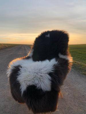 Sheepskins - Melerade - melerade-hot-chocolate-sheepskin-adam-leather