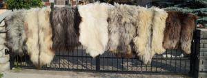 Sheepskins - Heidschnucke - natural-heidschnucke-sheepskin
