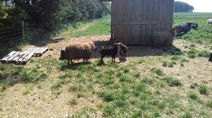 Sheepskins - Spelsau - natural-spelsau-sheepskin
