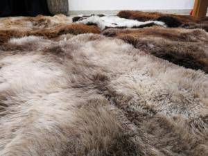 Sheepskins - Holland - pretty-holland-sheepskin-texel