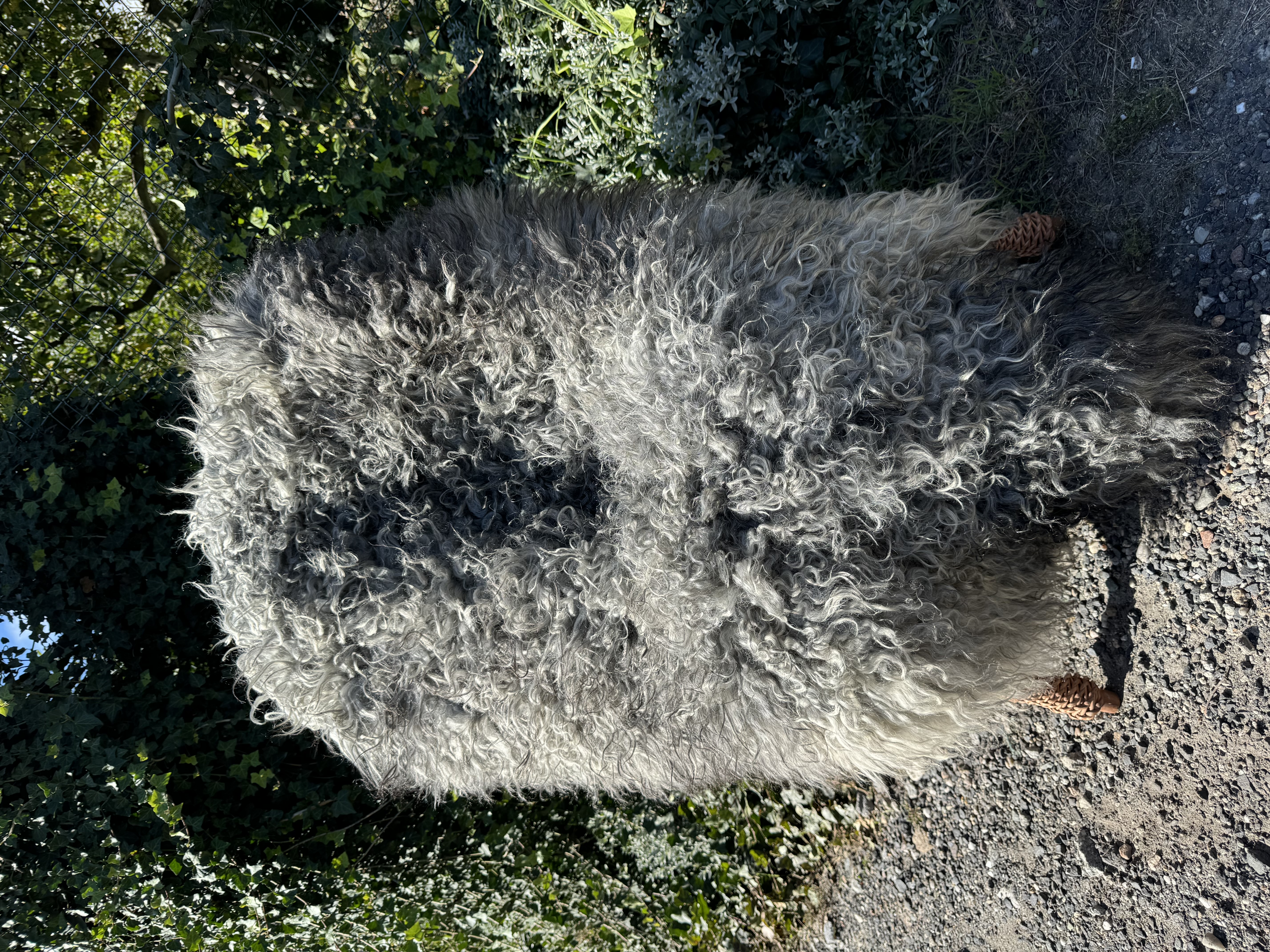 Sheepskins - Gotland - skra-owcza-gotland-sheepskin-schapenvacht-peau-de-mouton-frskinn-ovia-koa-ov-ke-gotlandsk1