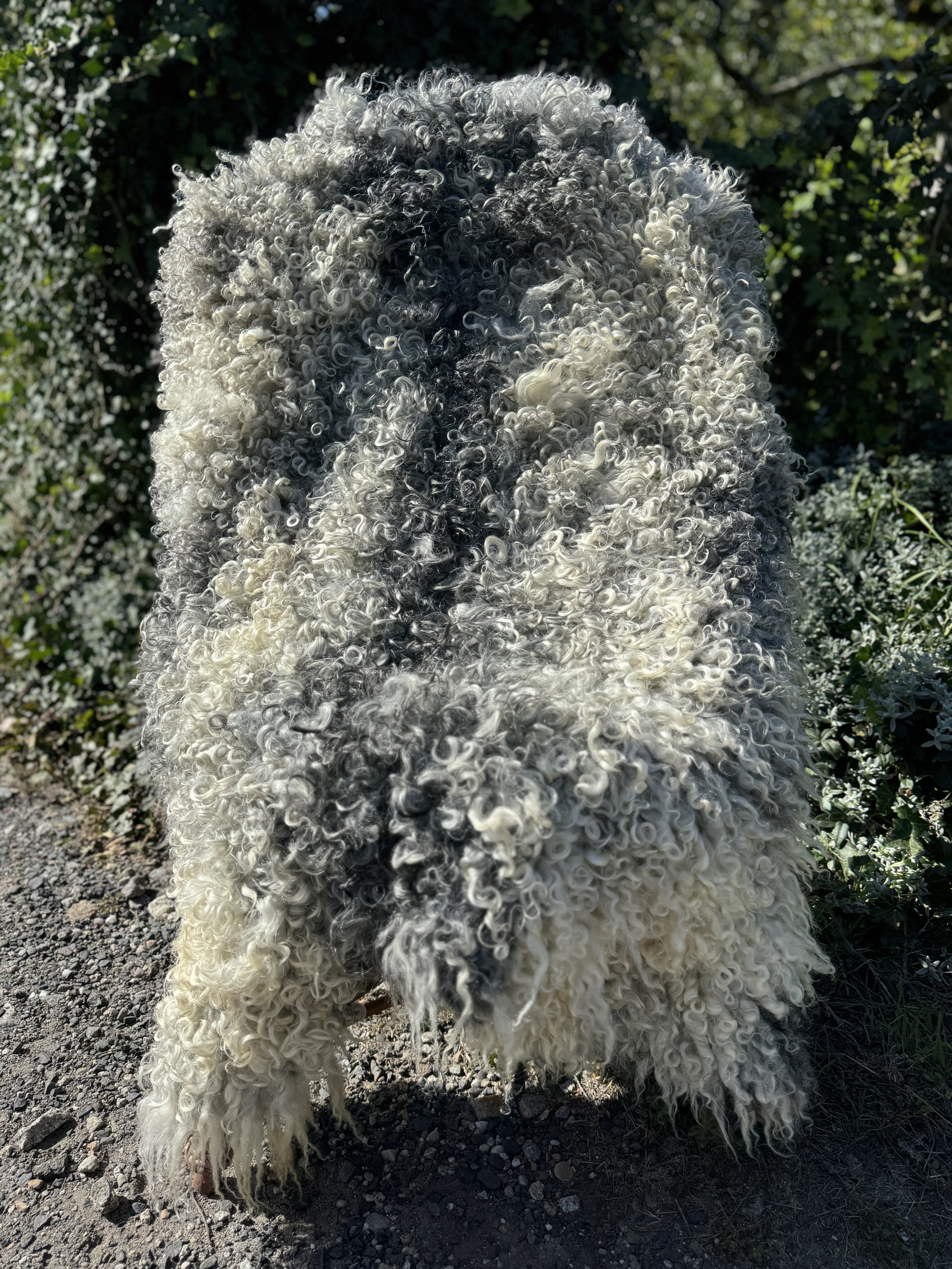 Sheepskins - Gotland - skra-owcza-gotland-sheepskin-schapenvacht-peau-de-mouton-frskinn-ovia-koa-ov-ke-gotlandsk