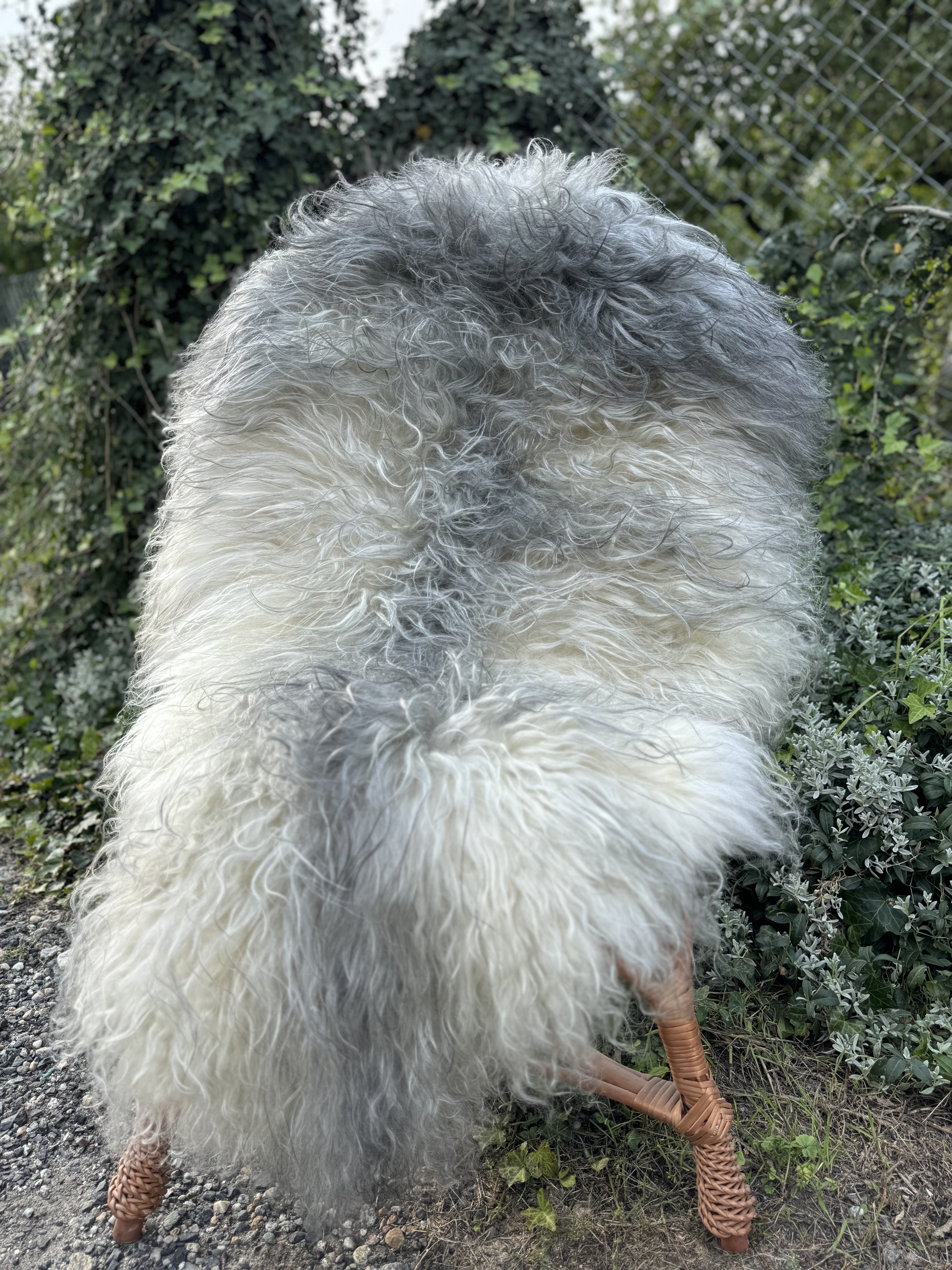 Sheepskins - Melerade - skry-owcze-melerade-sheepskin-schapenvacht-peau-de-mouton-frskinn-ovia-koa-ov-ke-melerade