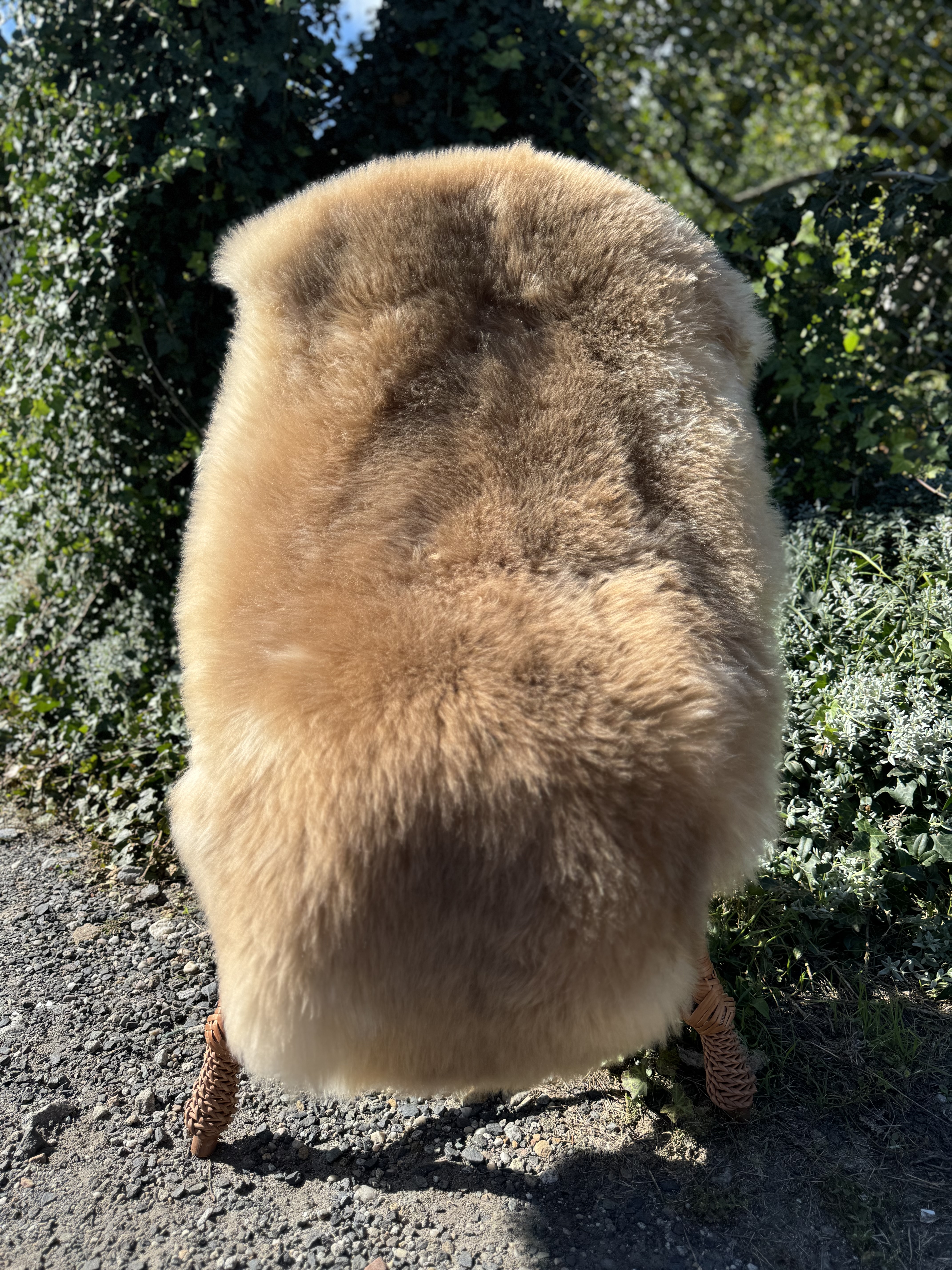 Sheepskins - Meliert  Toffee - Coburg Fox Sheep - skry-owcze-meliert-toffi-meliert-toffee-sheepskins-schaffelle-gemleerde-toffee-schapenvachten-peaux-de-mouton-mlanges-melrovan-toffee-ovie-koe