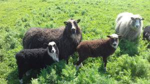 Sheepskins - Spelsau - unique-spelsau-sheepskin