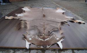 Sheepskins - African leather - 149097pretty-african-skinsclimage1920x1080-100