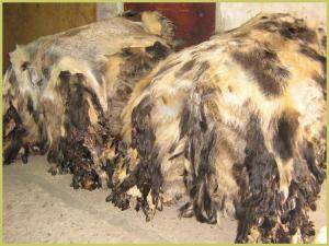 Sheepskins - Boar skins - charming-boar-skins-adam-leather