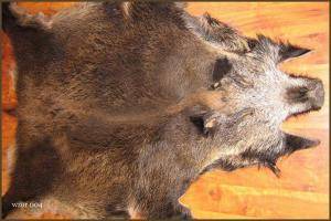 Sheepskins - Boar skins - decorative-boar-skins-adam-leather