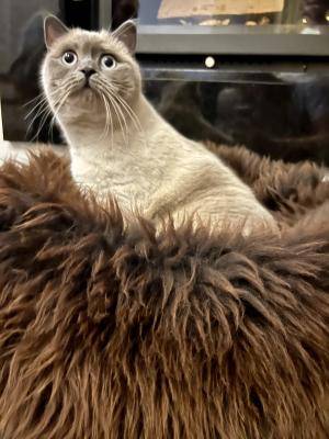 Sheepskins - Cat beds & cat basket - legowiskociemne