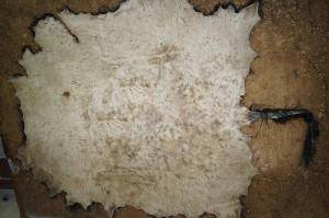 Sheepskins - African leather - magnificent-african-skinsclimage1920x1080-100