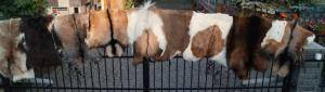 Sheepskins - Goat skins - pleasing-goat-skins-adam-leather