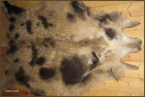 Sheepskins - Boar skins - pretty-boar-skins-adam-leather