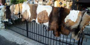 Sheepskins - Goat skins - pretty-goat-skins-adam-leather