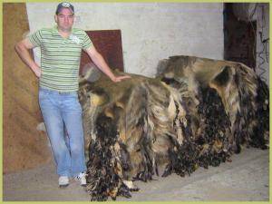 Sheepskins - Boar skins - stunning-boar-skins-adam-leather