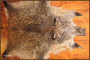 Sheepskins - Boar skins - unique-boar-skins-adam-leather