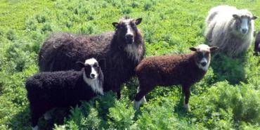 Sheepskins - Natural sheepskins are our favorite product provided by nature itself!