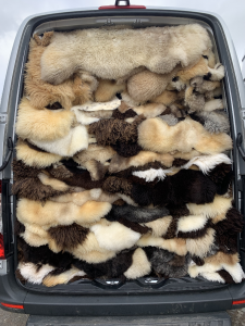 Sheepskins - Business trip - 1000 beautiful Holland sheepskins TEXEL