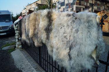 Sheepskins - Melerade sheepskins - an underrated breed of skins