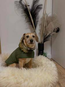 Sheepskins - Pet beds with beautiful shiny hair for your pet are made of 100% natural sheepskin! 