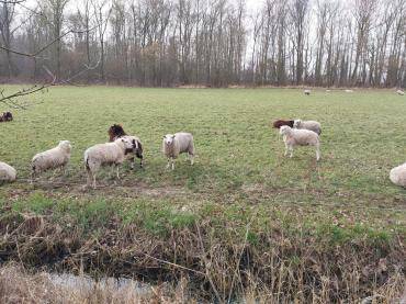 Sheepskins - Siesta is in full swing!
