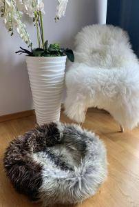 Sheepskins - New week, new colors. Introducing new colors for our four-legged friends