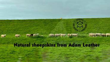 Sheepskins - Business trip to Amsterdam - Adam - Leather