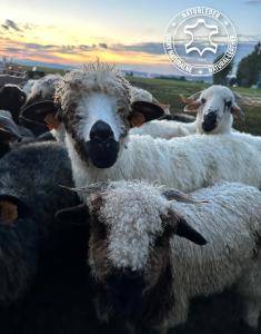 Sheepskins - Natural sheepskin Adam Leather 