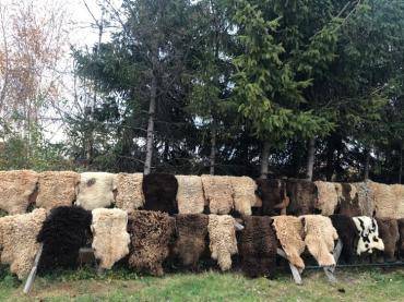 Sheepskins - Natural drying of sheepskins during a beautiful, golden autumn