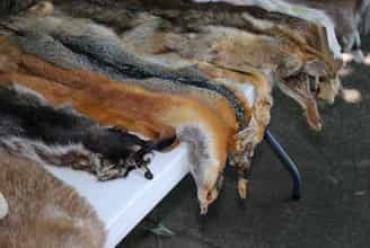 Sheepskins - Choosing the right natural animal skin